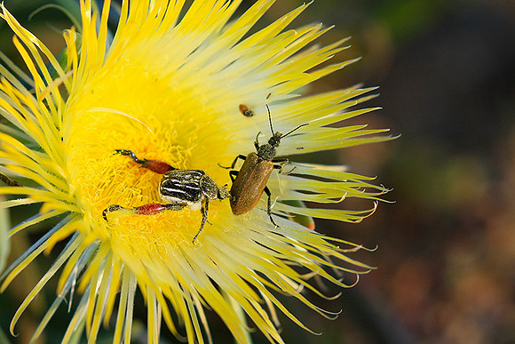 Bugs - South Africa
