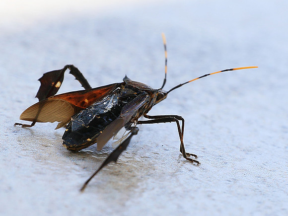 Insect - Senegal