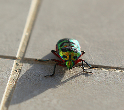 Insect - Senegal