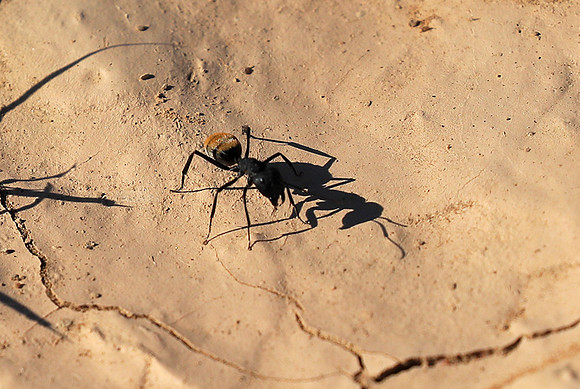 Dune ants - Skeleton coast - Namibia
