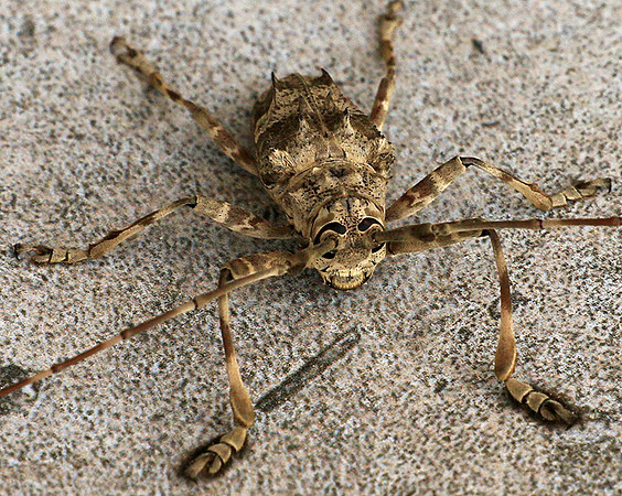 Insect - Senegal
