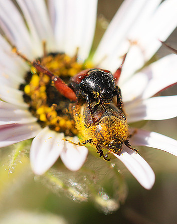 Bugs - South Africa