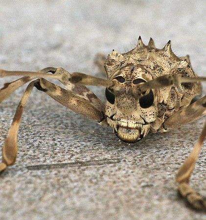 Insect - Senegal