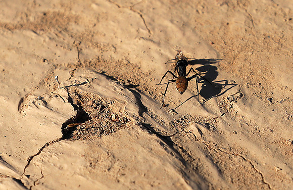 Dune ants - Skeleton coast - Namibia