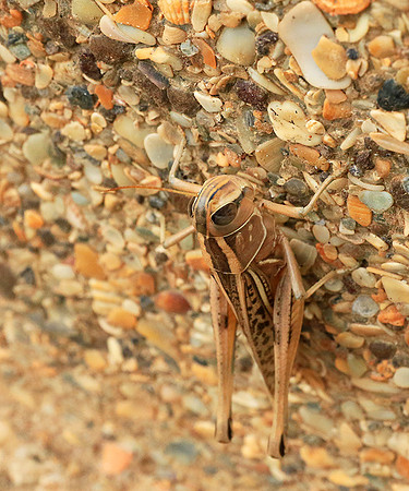 Grasshopper - Senegal