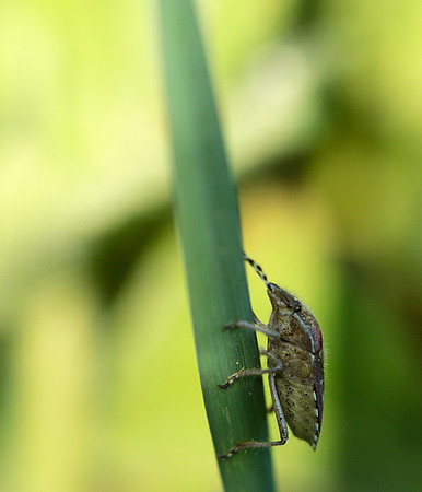 Bug on a blade of grass