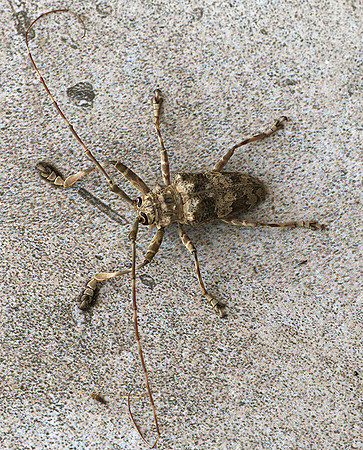 Insect - Senegal