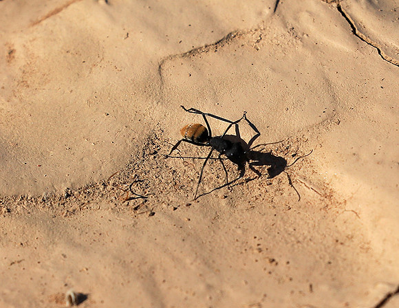 Dune ants - Skeleton coast - Namibia