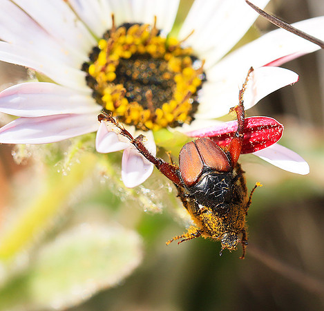 Bugs - South Africa