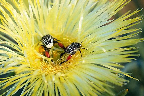 Bugs - South Africa