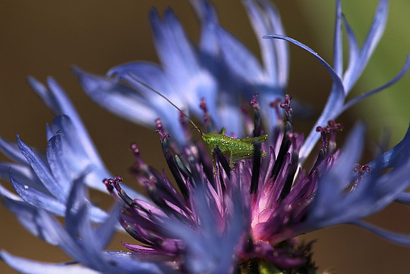 Insect in centaurea