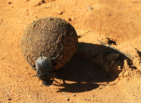 Dung beetle - South Africa