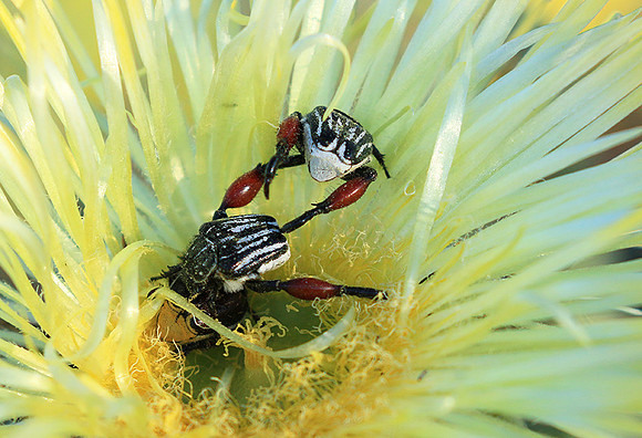 Bugs - South Africa
