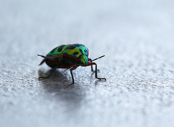 Insect - Senegal