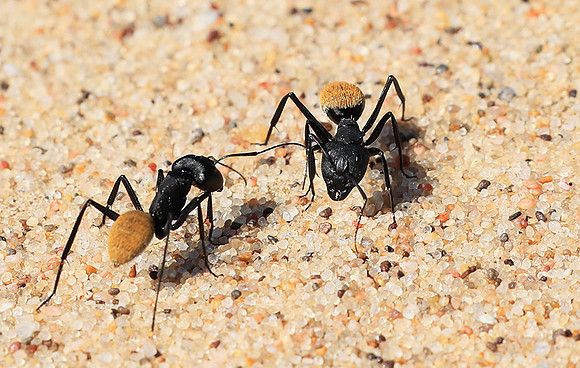 Dune ants - Skeleton Coast - Namibia
