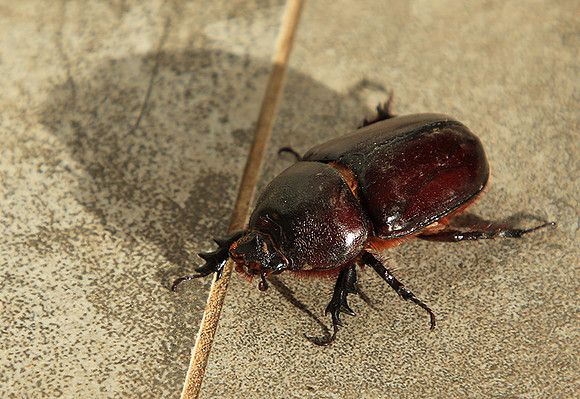 Beetle