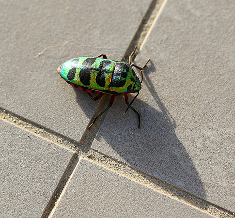 Insect - Senegal