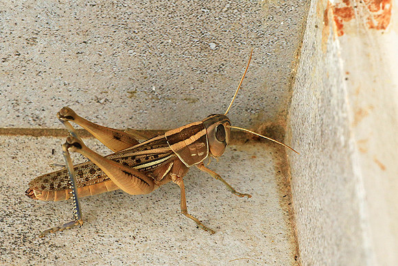 Grasshopper - Senegal