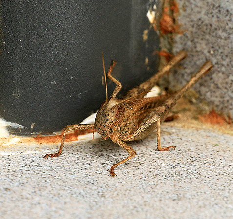 Grasshopper - Senegal