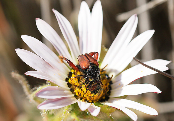 Bugs - South Africa