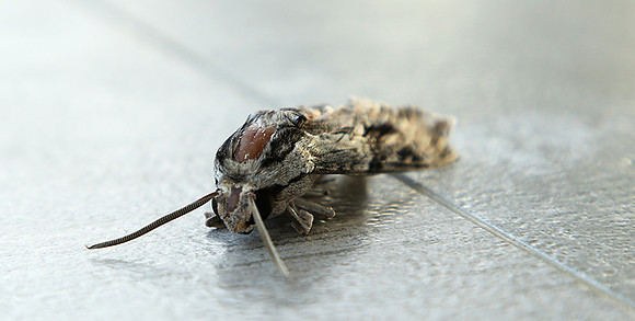 Moth - senegal