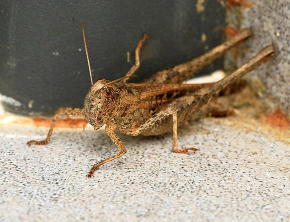 Grasshopper - Senegal