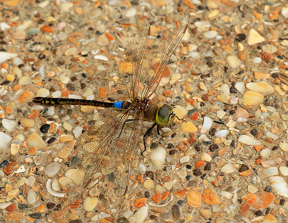 Dragonfly -Senegal