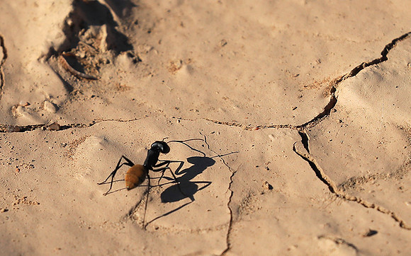Dune ants - Skeleton coast - Namibia