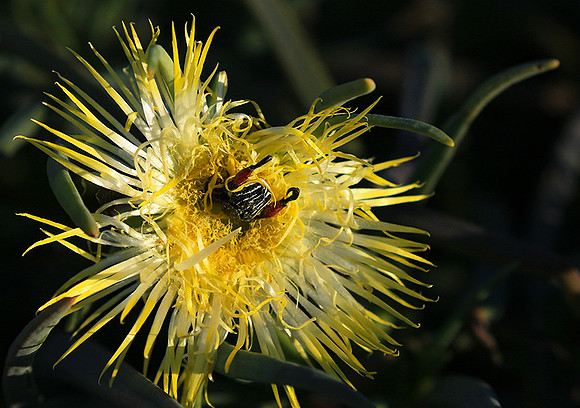 Bugs - South Africa