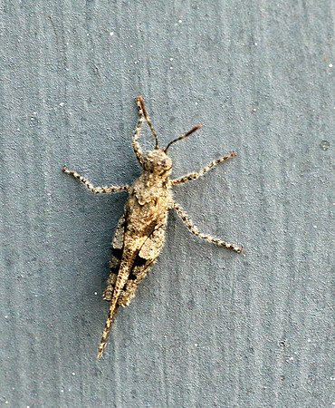 Insect - Senegal