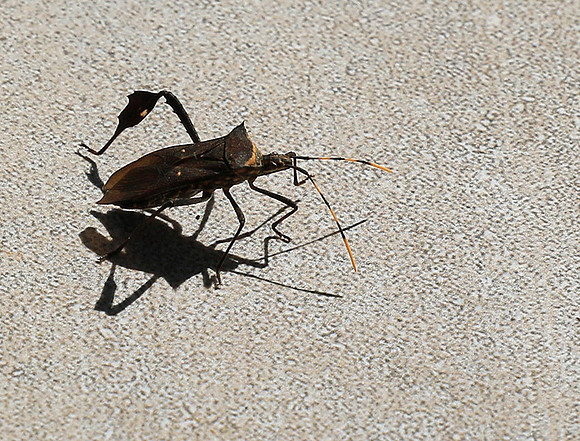 Insect - Senegal