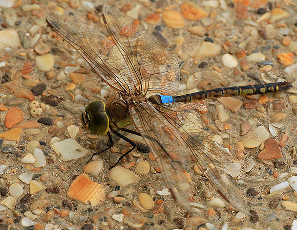 Dragonfly -Senegal