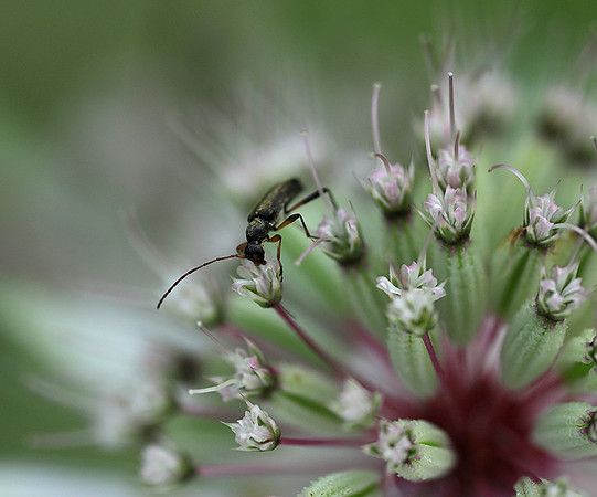 Insect in astrantia flower