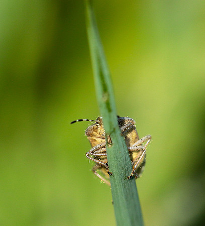 Bug on a blade of grass