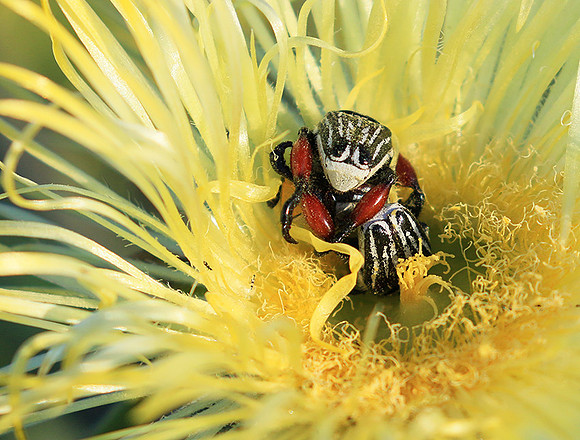 Bugs - South Africa