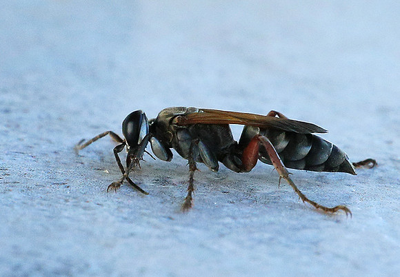 Insect - Senegal