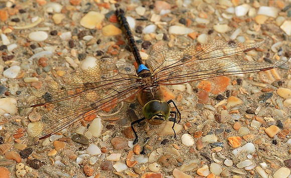 Dragonfly -Senegal