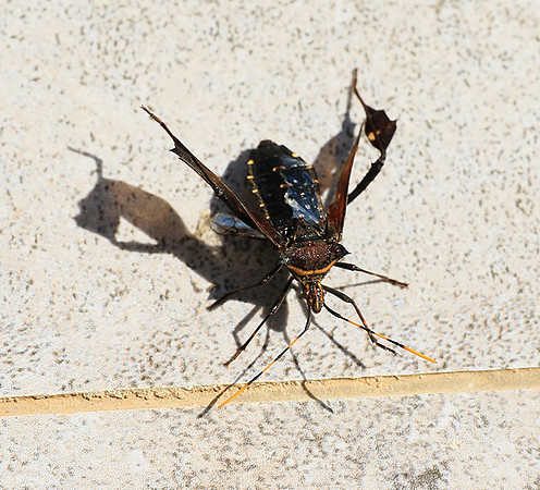 Insect - Senegal