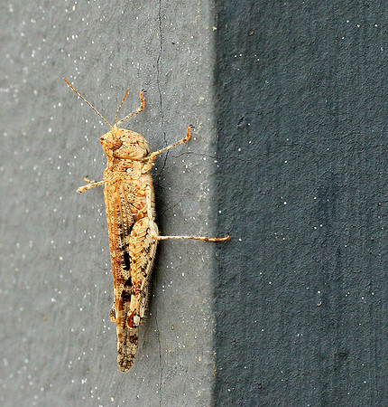Insect - Senegal