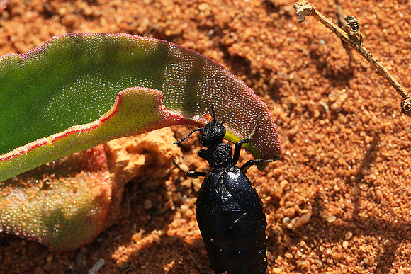 South Africa