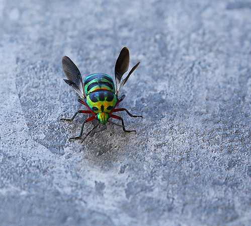 Insect - Senegal