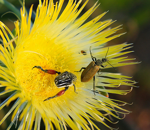 Bugs - South Africa