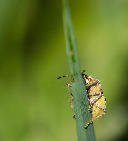 Bug on a blade of grass