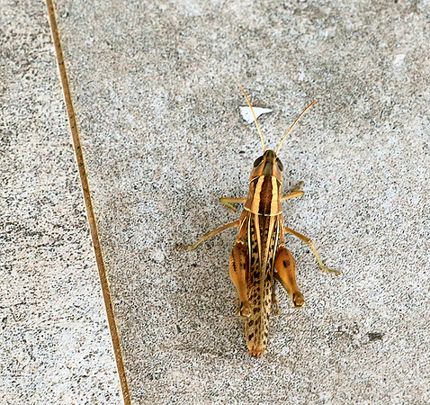 Grasshopper - Senegal
