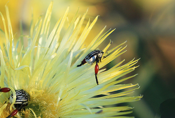 Bugs - South Africa