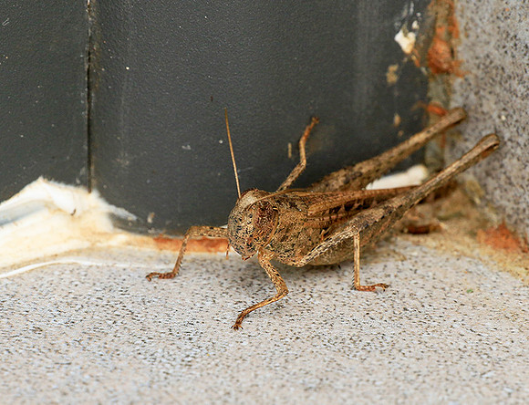 Grasshopper - Senegal