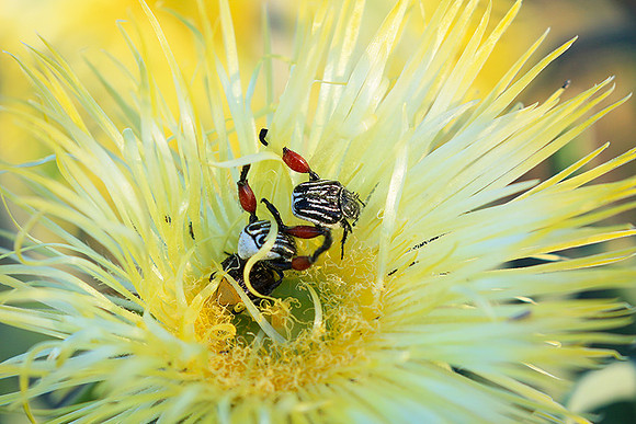 Bugs - South Africa
