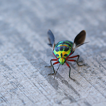 Insect - Senegal
