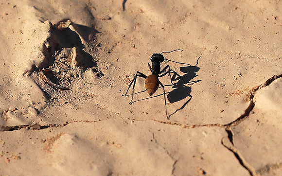 Dune ants - Skeleton coast - Namibia