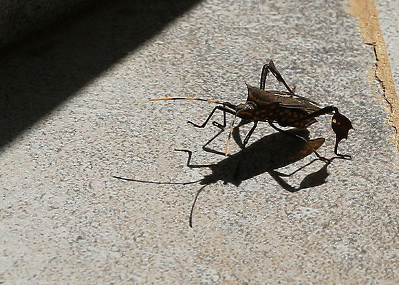 Insect - Senegal